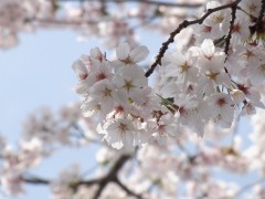 ２０１１年４月１１日，东京银星日本语学校组织部分同学去了学校附近的芝公园看樱花会。

