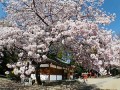 春日日本语学院 --校园风光 (10)