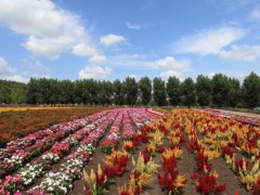 富田农场蓝天下彩色的花田。
