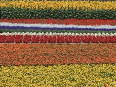 薰衣草园的彩色花田由薰衣草、向日葵、蔷薇……等交织而成的紫色、金黄、粉红等，营造出一条梦幻的彩虹，花儿的画卷。 

