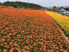 富田农场美丽的花海