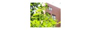 目白大学短期大学部