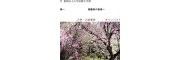 相模女子大学短期大学部