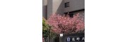 蓝野大学（藍野大学）