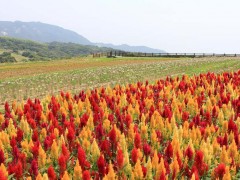 简介：