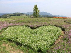 简介：