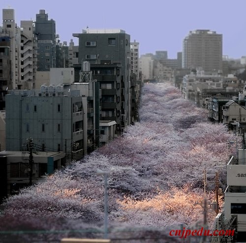 樱花盛开的日本