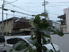  京都励学国际学院附近街道