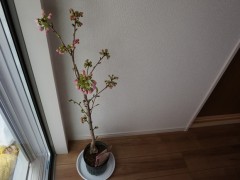 八王子高中中国留学生宿舍里的一棵樱花树即将开放