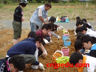 日本学生体验挖红薯