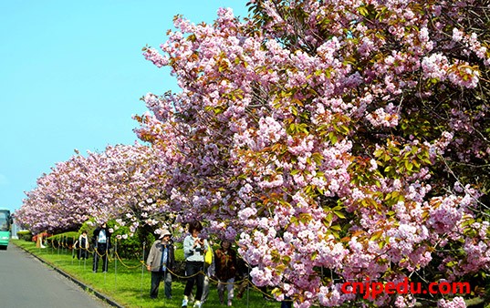 北海道樱花预计黄金周前开始绽放
