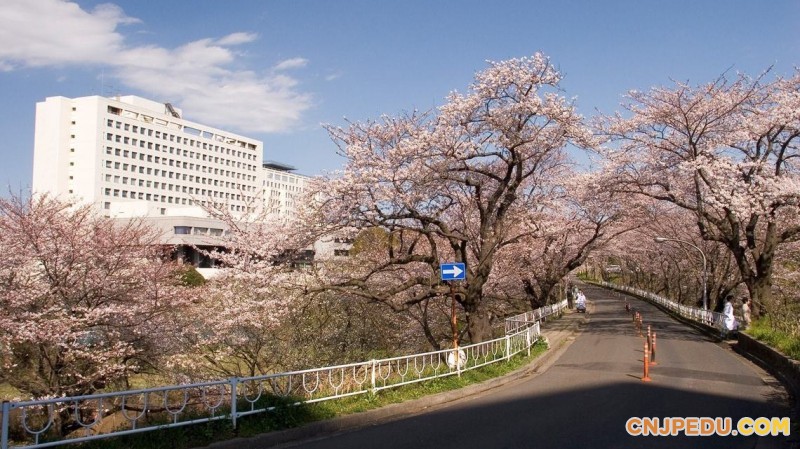 千叶大学