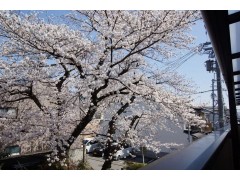 日本东京地区有哪些高中可以报考？